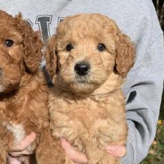 Goldendoodles from Summer Doodles