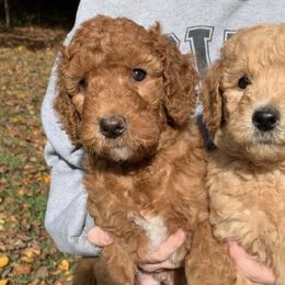 Goldendoodles from Summer Doodles