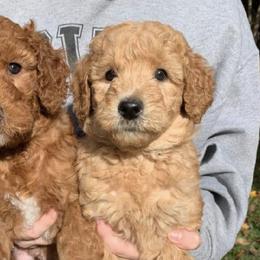 Goldendoodles from Summer Doodles