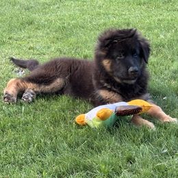 A Blue long hair boy - Black and red male German Shepherd puppy in Galt, California from At Redwood Runs