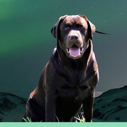 Smitten - Labrador Retriever