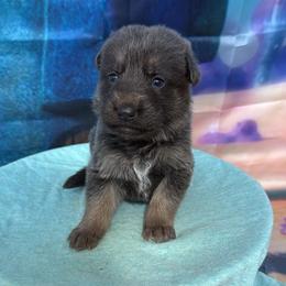 Mr. Krabs - Blue male German Shepherd puppy in Magnolia, Texas from K & Q Shepherds