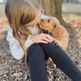 Cavalier King Charles Spaniel and Cavapoo Puppies from Cumberland Cavaliers