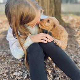 Cavalier King Charles Spaniel and Cavapoo Puppies from Cumberland Cavaliers