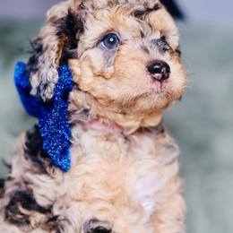 Onyx - Merle male Goldendoodle puppy in Forney, Texas from Diamond Doodle Pups and Poodles