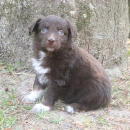 Astro - Red tri-color male Australian Shepherd puppy in Macon, Georgia from Shaina’s Shepherds