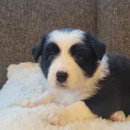 Beauty - Black and white female Border Collie puppy in Caledonia, Michigan from Magnolia Acres