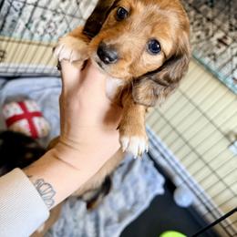 Dachshund Puppies from Triple S Dachshunds