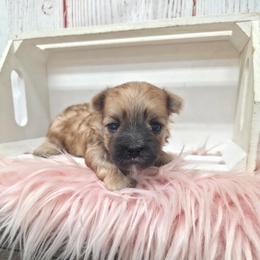 Pookie SMALL - Gold female Morkie puppy in Monticello, Iowa from Ashley’s Puppies