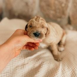 Revere - Apricot male Goldendoodle puppy in Yukon, Oklahoma from Bows and Ties Doodles, LLC
