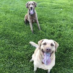 Chesapeake Bay Retrievers from Buffalo Creek Chesapeakes