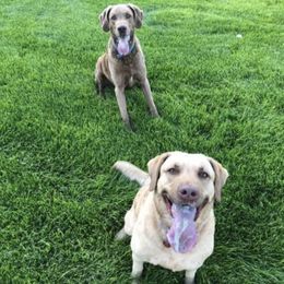 Chesapeake Bay Retrievers from Buffalo Creek Chesapeakes
