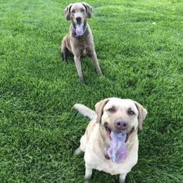 Chesapeake Bay Retrievers from Buffalo Creek Chesapeakes
