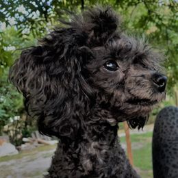 Maltipoos and Poodles from House of Angiel's