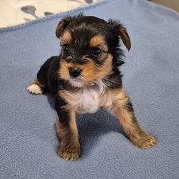 Yorkshire Terrier Puppies from Yorkie Tales