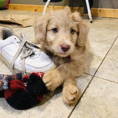 Aussiedoodle, Bordoodle, and Goldendoodle Puppies from Korbella Farm