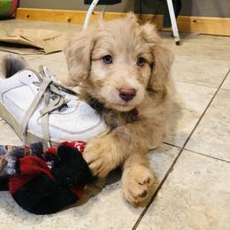 Aussiedoodle, Bordoodle, and Goldendoodle Puppies from Korbella Farm