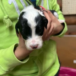Chica - Black and white Sheepadoodle puppy in Eleva, Wisconsin from Molly’s Doodles