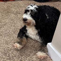 Maxxi - Bernedoodle