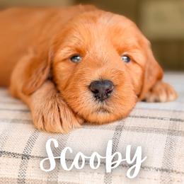 Scooby - Red  male Goldendoodle puppy in Hartwell, Georgia from BellaDoodles