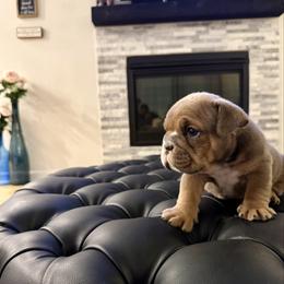 Louie - Brindle male Bulldog puppy in Rockwall, Texas from Lulu’s EB Babies