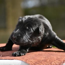 Iliza - Black female German Shepherd puppy in Nacogdoches, Texas from Vom Hausgladfel