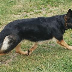 Karley - German Shepherd