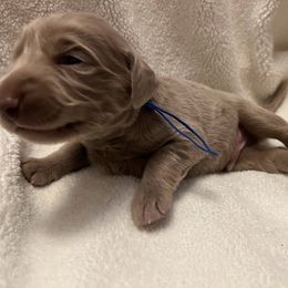 Long Haired Weimaraner Puppies from Northern Bluegrass Weimaraners