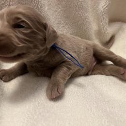 Long Haired Weimaraner Puppies from Northern Bluegrass Weimaraners