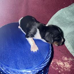 Boy 2 - Black and tan male Dachshund puppy in Paisley, Florida from Pantheon Dachshunds