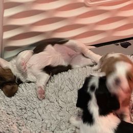 Cavalier King Charles Spaniel Puppies from Cavaliers of New Castle