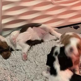 Cavalier King Charles Spaniel Puppies from Cavaliers of New Castle