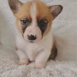 Boy 1 - Red male Pembroke Welsh Corgi puppy in Northwood, Iowa from Sorrel Sands Corgis