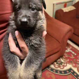 Male Green - Black and silver male German Shepherd puppy in San Antonio, Texas from Alamo Canine