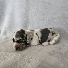Hannah - Dapple female Dachshund puppy in Florence, Arizona from Doxie Town Az