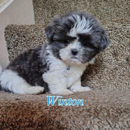 Winton - Blue and white male Shih Tzu puppy in Cordova, Tennessee from TrueLine kennels