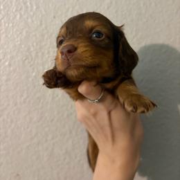 Mary - Chocolate and tan female Dachshund puppy in Conroe, Texas from Dots Dachshunds