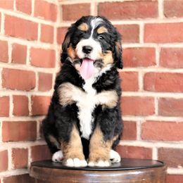 Bernedoodle Puppies from Richardville Hunde