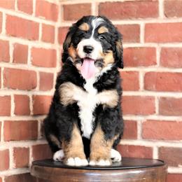 Bernedoodle Puppies from Richardville Hunde