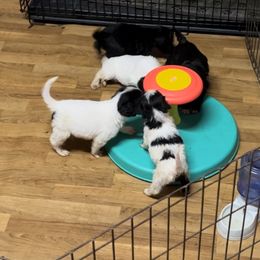 Portuguese Water Dog puppies from Farallon PWDs