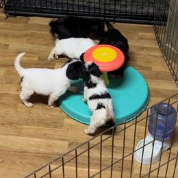 Portuguese Water Dog puppies from Farallon PWDs