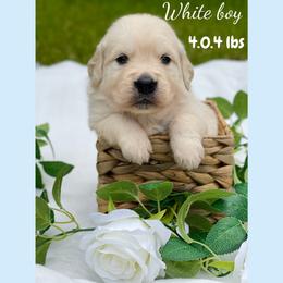 Golden Retriever Puppies from All shades Golden