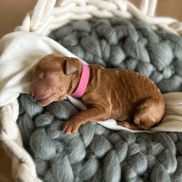 Poodle Puppies from Miller Creek Standard Poodles