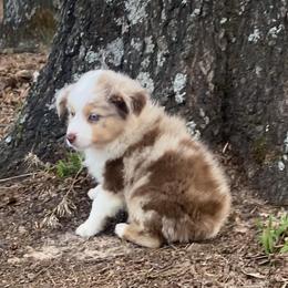 Boy 3 - Miniature Australian Shepherd puppy in Paris, Texas from Kuttin’ Up Mini Aussies