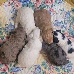 Cavapoo puppies from KDK Missouri Miniature Poodles