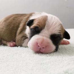American Staffordshire Terrier Puppies from Prairieland Kennels