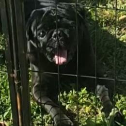 Snuggie - Pug