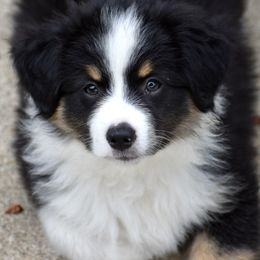Australian Shepherd and Miniature American Shepherd Puppies from Bright Heart Aussies & Miniature American Shepherds