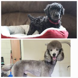 Poodle All Grown Up from Caelestis Poodles