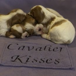 Cavalier King Charles Spaniel Puppies from Cavalier Kisses